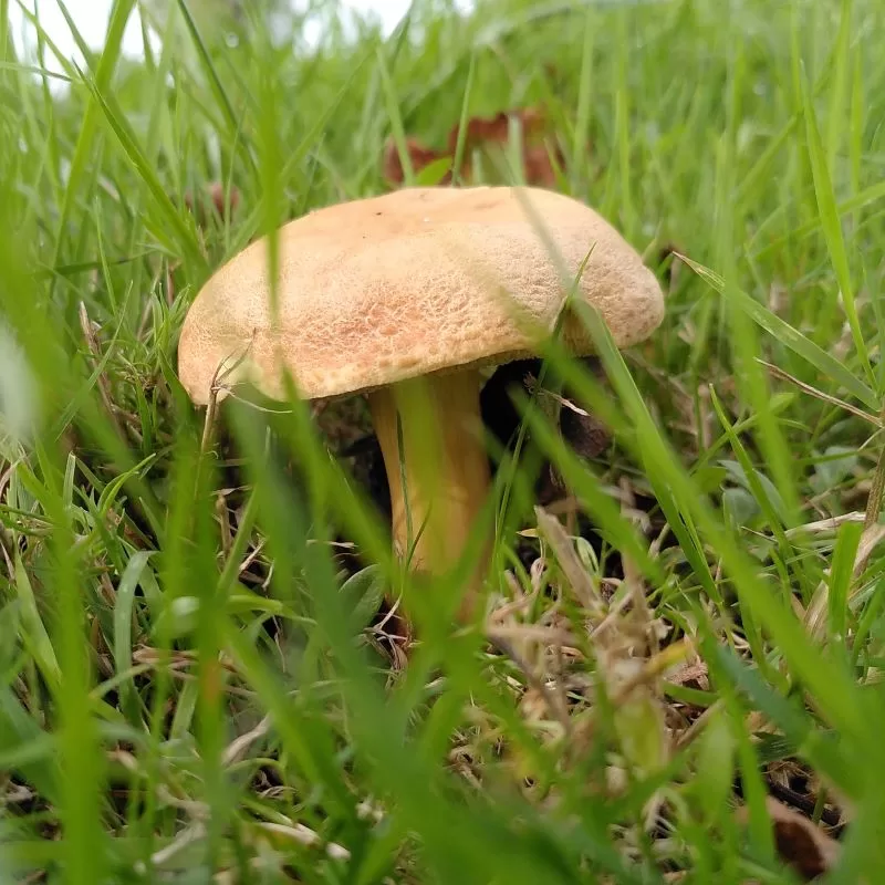 champignnon-jardin-gite-lenidauxpapillons-bourgogne champignnon-jardin-gite-lenidauxpapillons-bourgogne