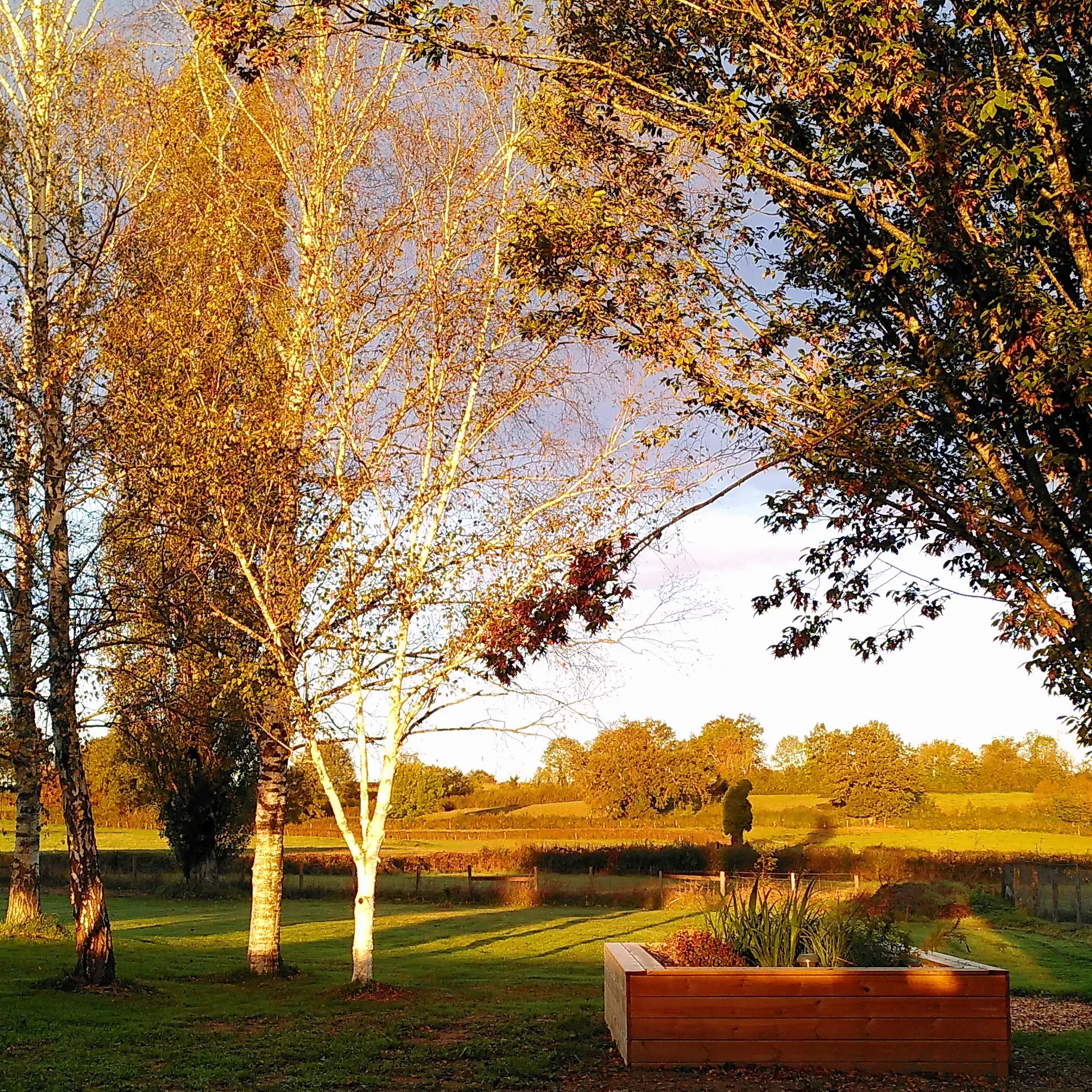 jardin-assainissement-lenidauxpapillons-bourgogne jardin d'assainissement pour le gite le nid aux Papillons - bourgogne