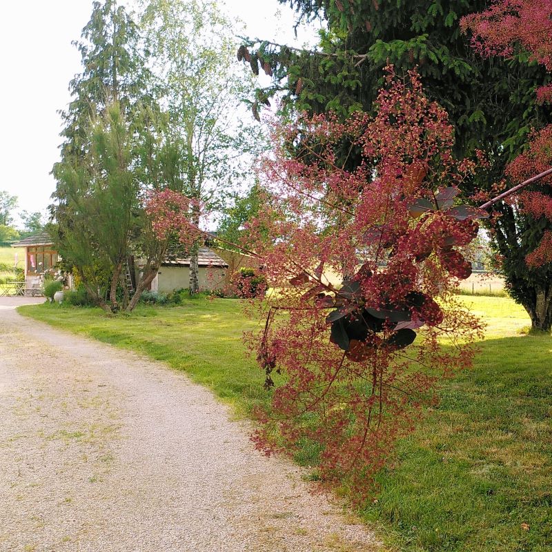 jardin-printemps-gite-atelier-lenidauxpapillons-bourgogne Entrée du jardin et du gîte e nid aux Papillons - Sud Bourgogne