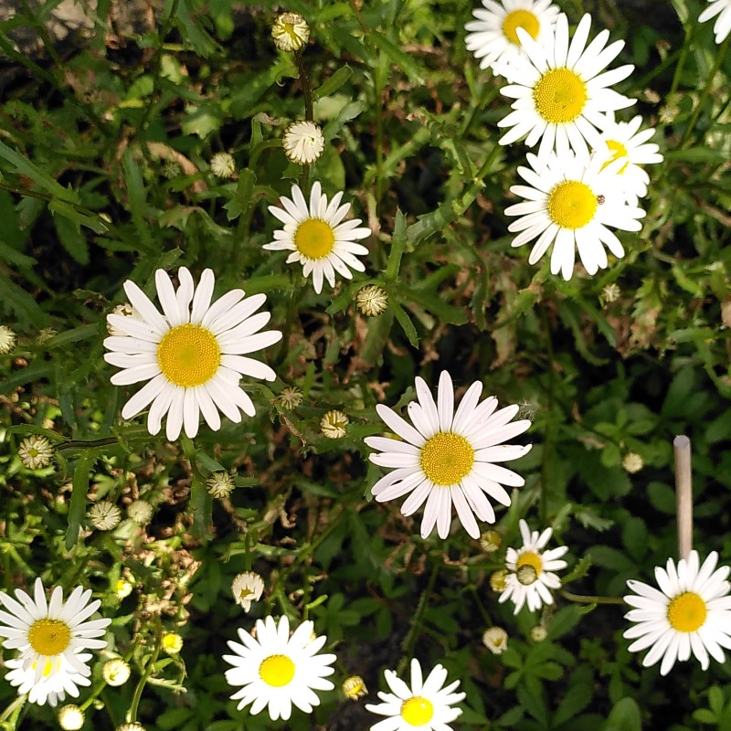 marguerite-jardin-lenidauxpapillons-2023 marguerite du jardin au nid aux papillons