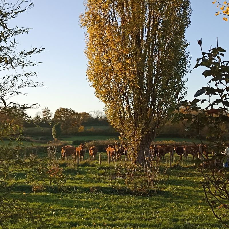 bocage-vaches-campagne-lenidauxpapillons-isabellecomte les vaches dans le bocage du nid aux papillons