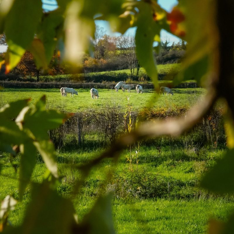 petit-déjeuner dans le jardin pour un séjour douceur en Saône et Loire